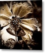 Looking Around-068 Metal Print