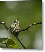 Looking Up Metal Print