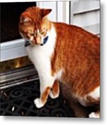 Looking Very Orange Mr. Meow! So Guys Metal Print