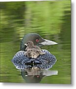 Loon Chicks -  Nap Time Metal Print