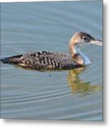 Loon Swimming Metal Print