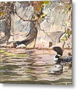 Loons At Eldrege's Rock Metal Print