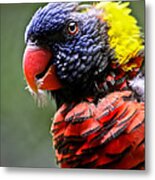 Lorikeet Bird Metal Print