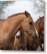 Los Caballos De La Estancia Metal Print