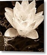 Lotus Blossom Metal Print