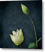 Lotus Bud And Bloom Metal Print