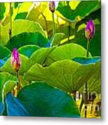 Lotus Garden Metal Print