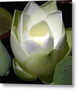 Lotus Flower In White Metal Print