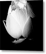 Lotus In Black And White Metal Print