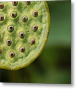 Lotus Seeds Metal Print