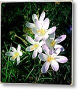 Lovely Flowers In Spring Metal Print