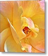 Lovely Yellow And Peach Rose Metal Print