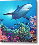 Low Angle View Of A Shark Swimming Metal Print