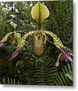 Lows Slipper Orchid Mt Kinabalu Borneo Metal Print