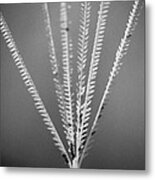 Loxahatchee Grass Metal Print