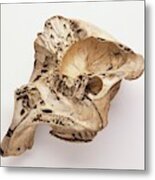 Loxodonta Africana African Elephant Skull Metal Print