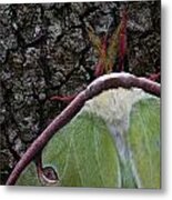 Luna Moth Detail Metal Print