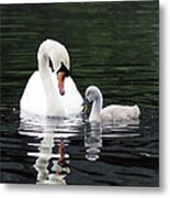 Lunchtime For Swan And Cygnet Metal Print