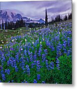 Lupines Dawn Metal Print