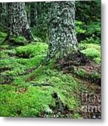 Lush Forest Metal Print