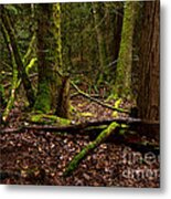 Lush Green Forest Metal Print