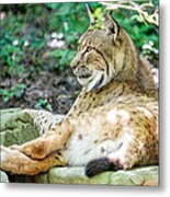 Lynx Metal Print