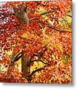 Oak Tree In Fall - M Landscapes Fall Collection No. Lf4 Metal Print