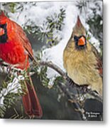 Ma And Pa Cardinal Metal Print