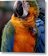 Macaw Metal Print