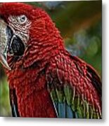 Macaw Portrait Metal Print
