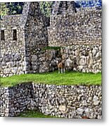 Machu Picchu - Grazing Lamas Metal Print