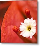 Macro Bougainvillea Bloom 1 Metal Print