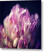 Macro Metal Print