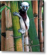 Madagascar Sifaka Baby Lemur Metal Print