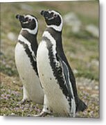 Magellanic Penguin Pair Courting Chile Metal Print
