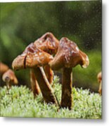 Magic Mushrooms Metal Print