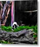 Walk In Magical Land Of The Black And White Ruffed Lemur Metal Print