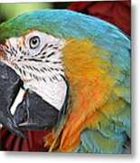 Magnificent Macaw Metal Print