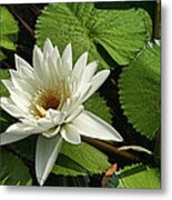 Magnificent White Water Lily Metal Print