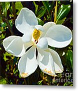 Magnolia Blossom Metal Print