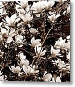 'magnolia Blossoms' Metal Print