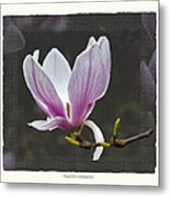 Magnolia Soulangeana Flower Metal Print