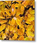 Magnolia Stellata Leaves Metal Print