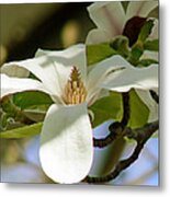 Magnolia Stellata Royal Star Metal Print