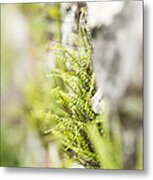 Maiden-hair Spleenwort Metal Print