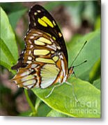 Malachite Butterfly Metal Print