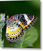 Malay Lacewing Butterfly Metal Print