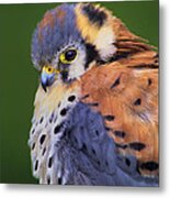 Male American Kestrel Falco Sparverius Captive Metal Print