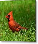 Male Cardinal Metal Print