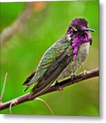 Male Costa's Hummingbird Takes Point Metal Print